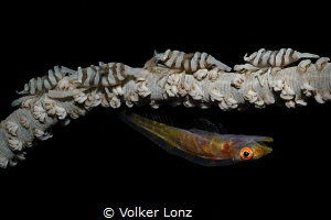 Goby and shrimps by Volker Lonz 